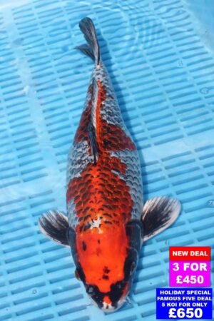 6878 Kujaku 12to14in £190.jpg