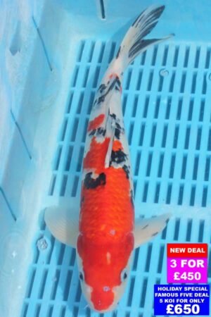 6879 Sanke 12to14in £190.jpg