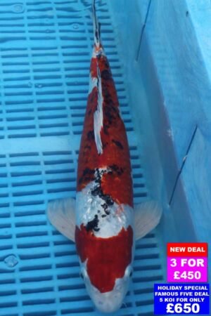 6882 Sanke 12to14in £190.jpg