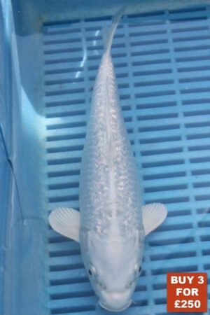 6900-Gin-Rin-Platnum-Ogon-8to10in-99.jpg
