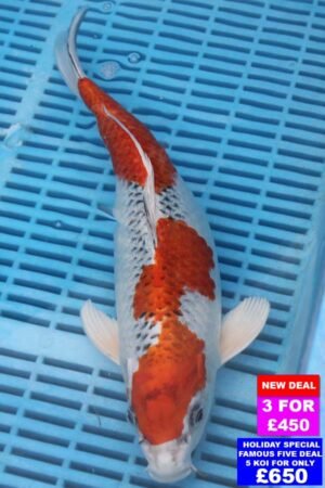 6910 Yamatonishki 12to14in £190.jpg