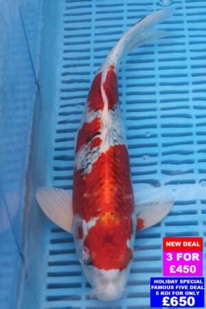 6916 Yamatonishki 12to14in £190.jpg