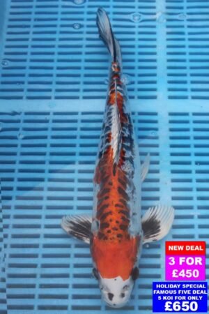 6921 Doitsu Kujaku 12to14in £190.jpg