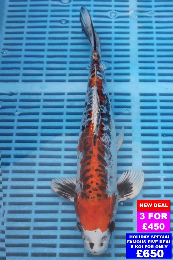6921 Doitsu Kujaku 12to14in £190.jpg