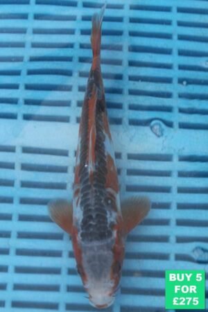 6933 Shusui 7to8in £60.JPG