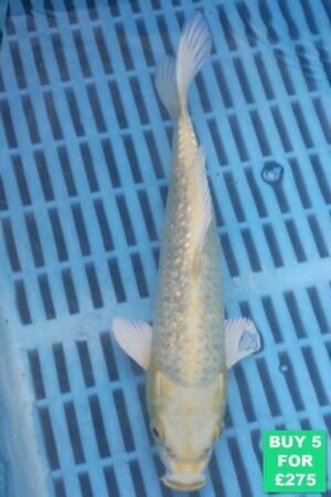 6935 Gin Rin Yambuki 7to8in £60.JPG