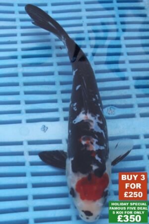 6943 Tancho Showa 8to10in £99.JPG
