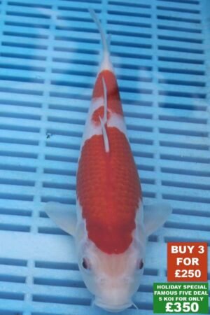 6944 Kohaku 8to10in £99.JPG
