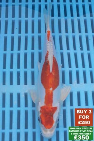 6945 Doitsu Kujaku 8to10in £99.JPG