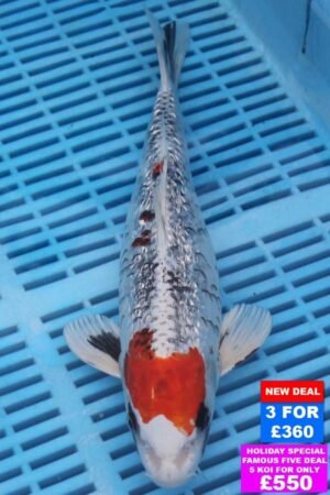 6950 Gin Rin Kujaku 10to12in £160.JPG