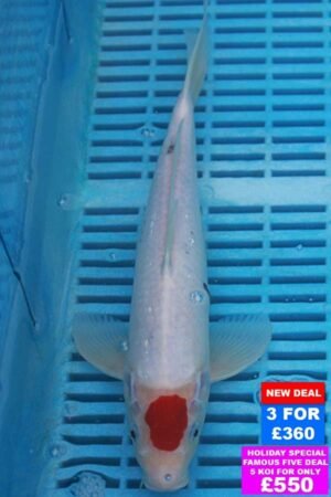 6960 Tancho Sanke 10to12in £160.JPG