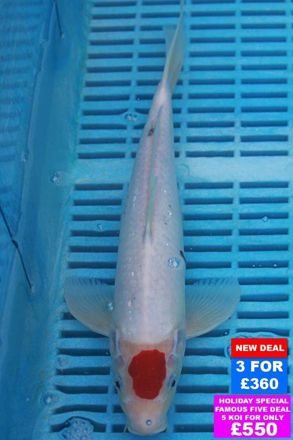 6960 Tancho Sanke 10to12in £160.JPG