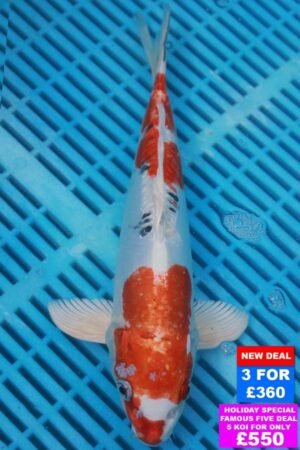 6963 Doitsu Kujaku 10to12in £160.JPG