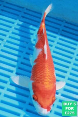 6976-Kohaku-7to8in-60.jpg
