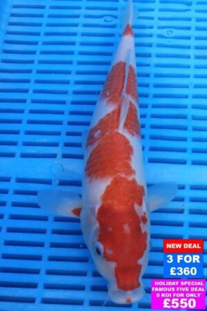 6987 Kohaku 10to12in £160