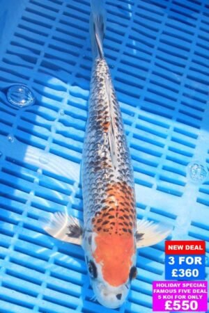 6988 Gin Rin Kujaku 10to12in £160