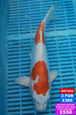 9669 Kikisui 10to12in £160.JPG