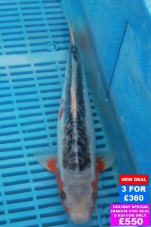 9670 Shusui 10to12in £160.JPG