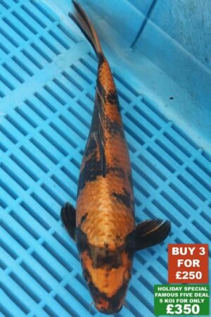 F000 Kin Ki Utsuri 8to10in £99