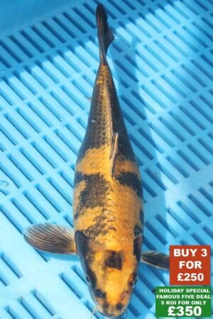 F001 Kin Ki Utsuri 8to10in £99