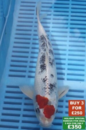 F002 Gin Rin Yamatonishki 8to10in £99