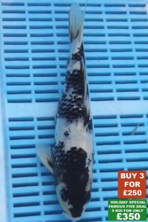 F003 Shiro Bekko 8to10in £99