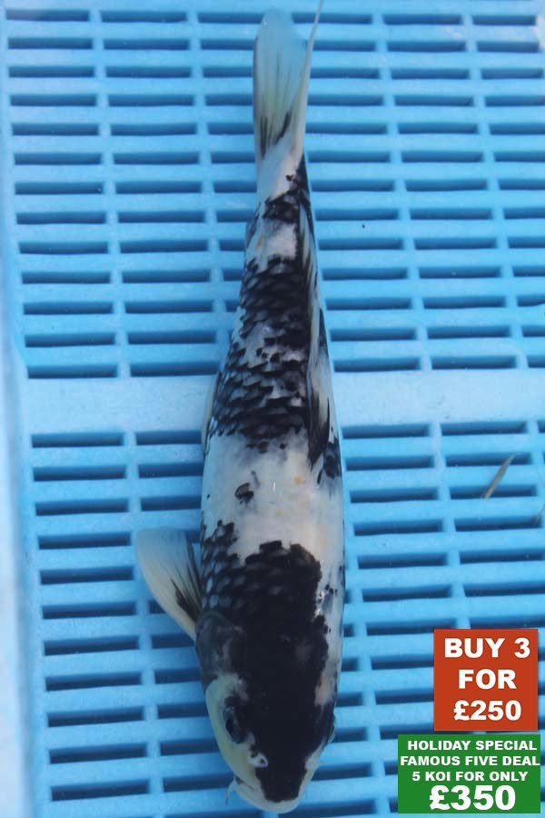 F003 Shiro Bekko 8to10in £99