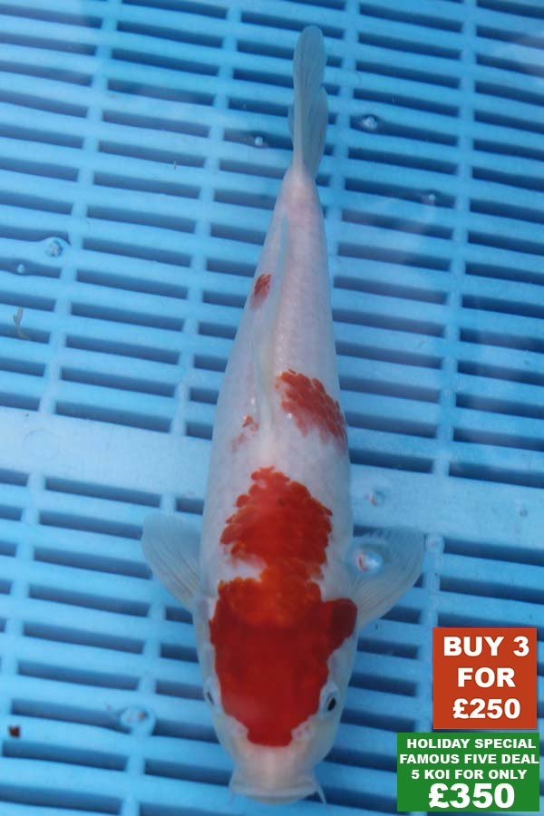 F005 Kohaku 8to10in £99