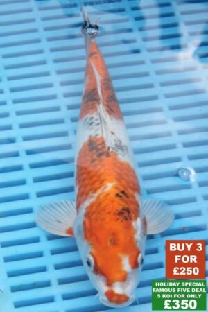 F006 Kujaku 8to10in £99