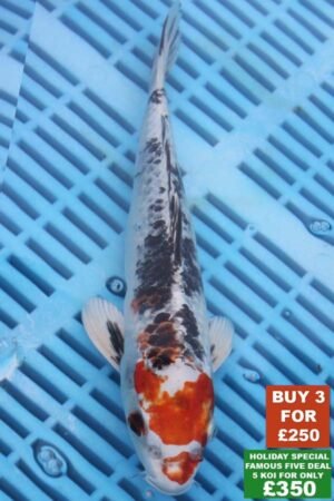 F007 Yamatonishki 8to10in £99