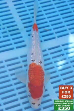 F008 Gin Rin Sanke 8to10in £99