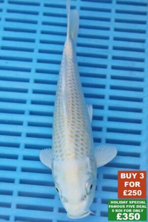 F009 Yamabuki 8to10in £99