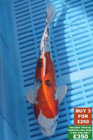 F011 Yamatonishki 8to10in £99