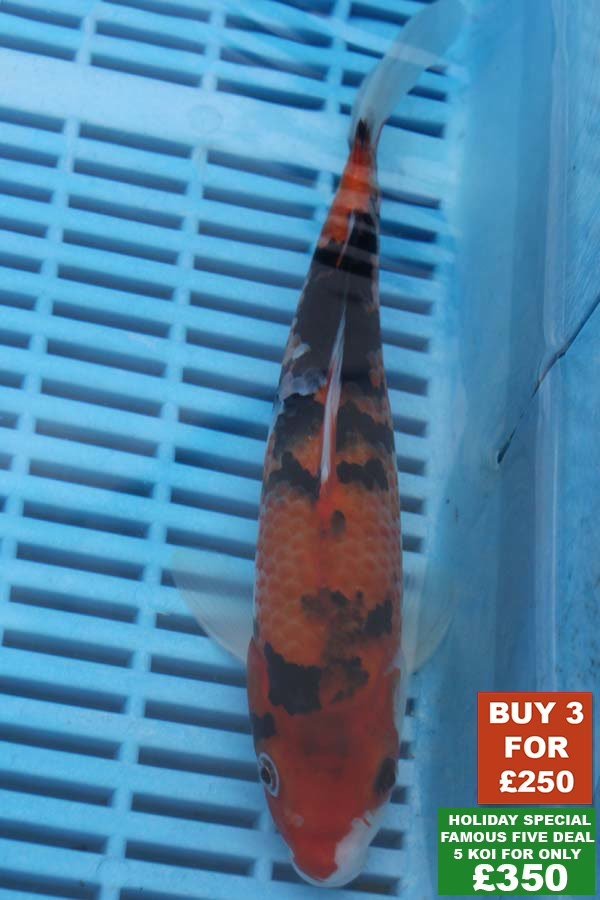 F014 Sanke 8to10in £99