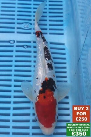 F016 Gin Rin Sanke 8to10in £99