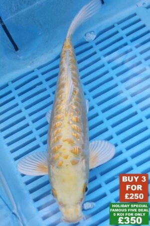 F017 Aragoke Yamabuki 8to10in £99