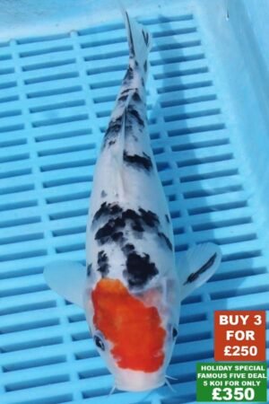 F018 Tancho Sanke 8to10in £99