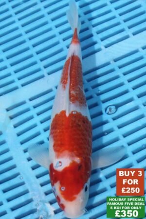 F019 Kohaku 8to10in £99