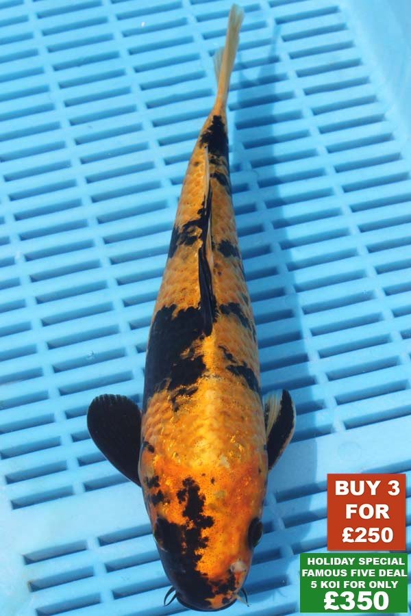 F020 Kin Ki Utsuri 8to10in £99