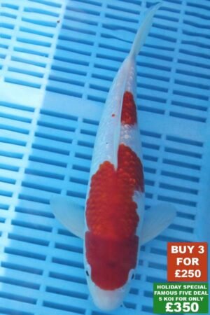 F021 Kohaku 8to10in £99