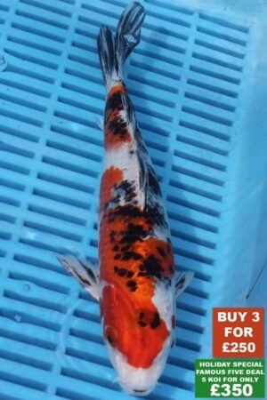 F023 Sanke 8to10in £99