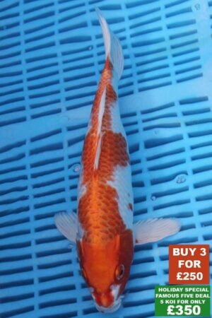 F024 Hariwake 8to10in £99