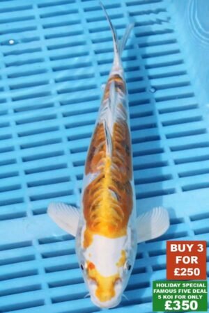 F025 Doitsu Kujaku 8to10in £99