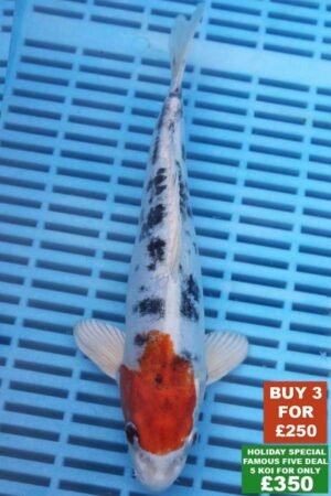 F026 Doitsu Kujaku 8to10in £99