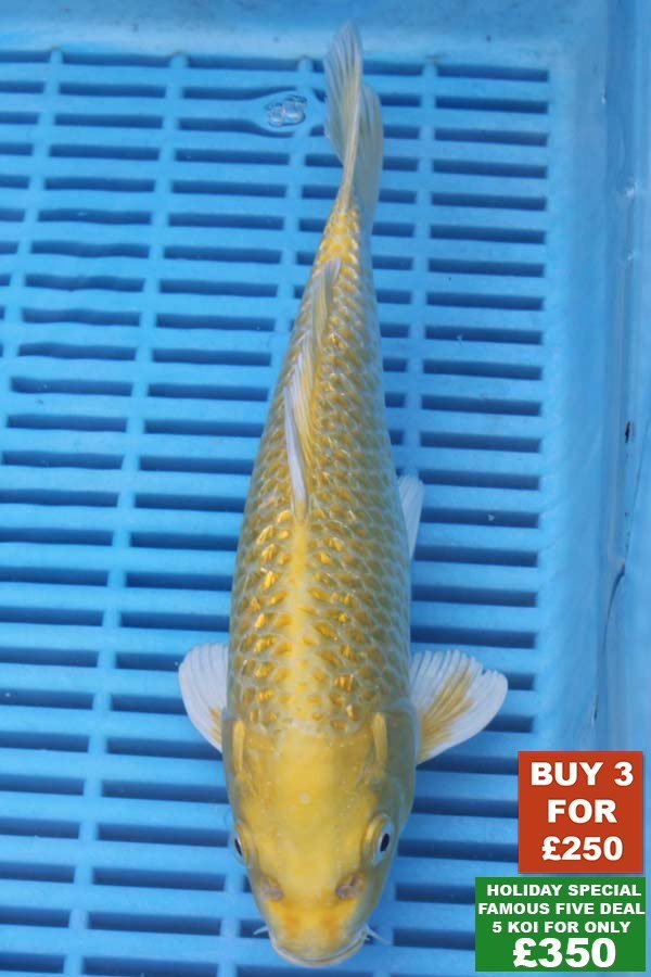 F027 Yamabuki 8to10in £99