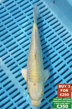 F030 Yamabuki 8to10in £99