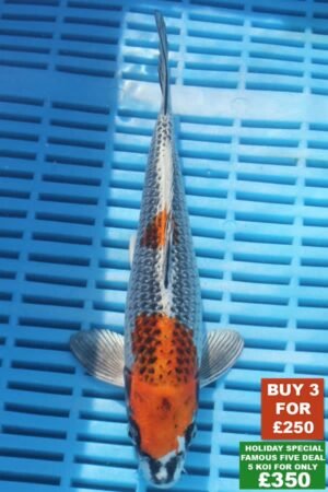 F031 Kujaku 8to10in £99