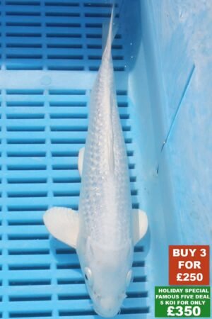 F033 Platnum Ogon 8to10in £99