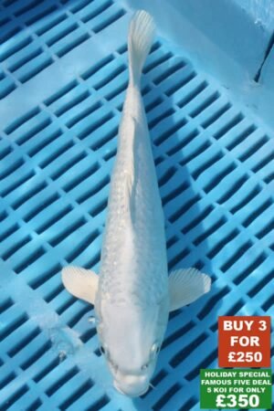 F035 Gin Rin Platnum Ogon 8to10in £99