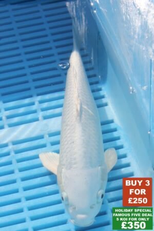 F037 Platnum Ogon 8to10in £99